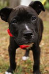 Irish the St. Patrick's Day Puppy