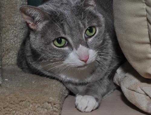 Kiki the Snaggle Toothed Sweet Lady