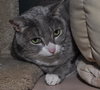 Kiki the Snaggle Toothed Sweet Lady