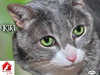 Kiki the Snaggle Toothed Sweet Lady