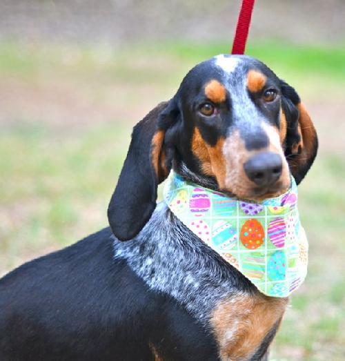 Basset hound clearance coonhound mix