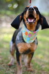 Paisley the Basset/Blue Tick