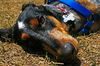 Paisley the Basset/Blue Tick