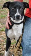 Zuileka the Sweet Mix Breed Puppy