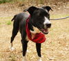 Zuileka the Sweet Mix Breed Puppy