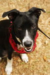 Zuileka the Sweet Mix Breed Puppy