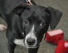 Zuileka the Sweet Mix Breed Puppy