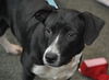 Zuileka the Sweet Mix Breed Puppy