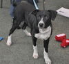Zuileka the Sweet Mix Breed Puppy