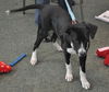 Zuileka the Sweet Mix Breed Puppy