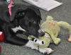 Zuileka the Sweet Mix Breed Puppy