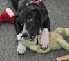 Zuileka the Sweet Mix Breed Puppy