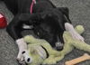 Zuileka the Sweet Mix Breed Puppy