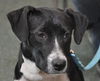 Zuileka the Sweet Mix Breed Puppy