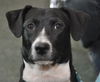 Zuileka the Sweet Mix Breed Puppy
