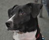 Zuileka the Sweet Mix Breed Puppy