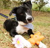 Zuileka the Sweet Mix Breed Puppy