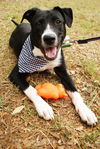 Zuileka the Sweet Mix Breed Puppy