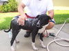 Zuileka the Sweet Mix Breed Puppy
