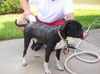 Zuileka the Sweet Mix Breed Puppy