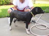 Zuileka the Sweet Mix Breed Puppy