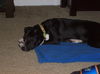 Zuileka the Sweet Mix Breed Puppy