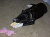 Zuileka the Sweet Mix Breed Puppy