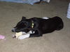 Zuileka the Sweet Mix Breed Puppy
