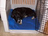 Zuileka the Sweet Mix Breed Puppy