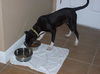 Zuileka the Sweet Mix Breed Puppy