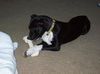 Zuileka the Sweet Mix Breed Puppy