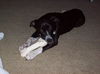 Zuileka the Sweet Mix Breed Puppy