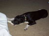 Zuileka the Sweet Mix Breed Puppy