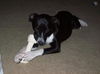 Zuileka the Sweet Mix Breed Puppy