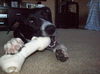 Zuileka the Sweet Mix Breed Puppy