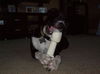 Zuileka the Sweet Mix Breed Puppy