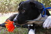 Zuileka the Sweet Mix Breed Puppy