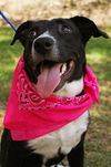 Zuileka the Sweet Mix Breed Puppy