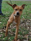 Zena the Sweet Mixed Puppy