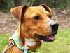 Zena the Sweet Mixed Puppy