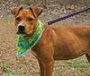 Zena the Sweet Mixed Puppy