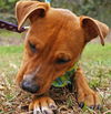 Zena the Sweet Mixed Puppy