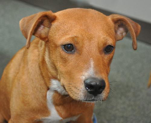 Zena the Sweet Mixed Puppy