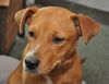 Zena the Sweet Mixed Puppy