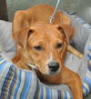 Zena the Sweet Mixed Puppy