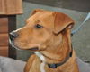 Zena the Sweet Mixed Puppy
