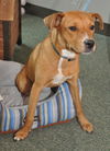 Zena the Sweet Mixed Puppy