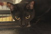 Melody the Nose to Nose Cat