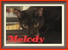 Melody the Nose to Nose Cat