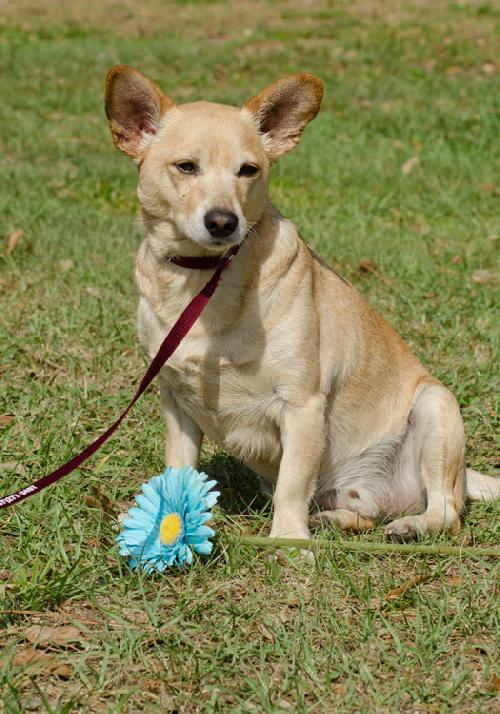 Carolina dog best sale chihuahua mix